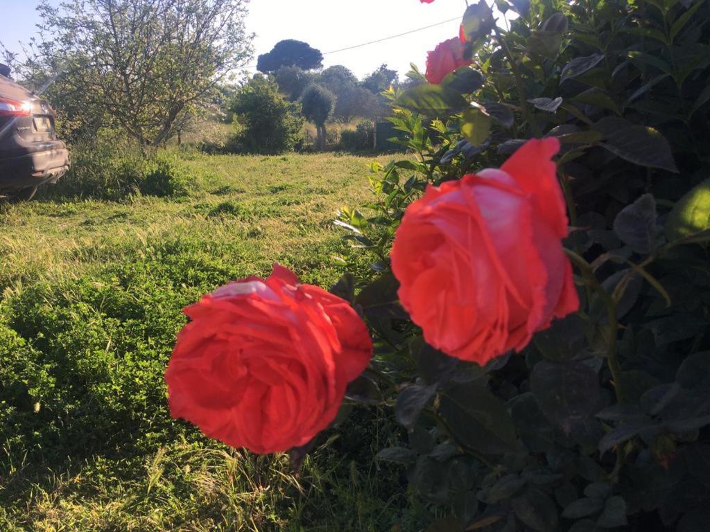 Quinta Das Teimosas By Stay In Alentejo Cercal do Alentejo Екстериор снимка